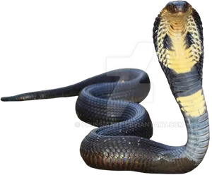 Alert Cobra Display.png PNG Image