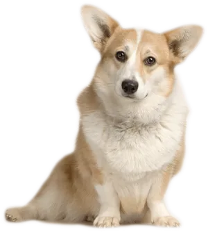 Alert Corgi Sitting Portrait PNG Image