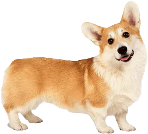 Alert Corgi Standing Transparent Background PNG Image