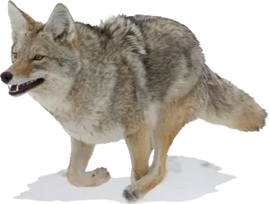 Alert Coyote Standing Transparent Background PNG Image