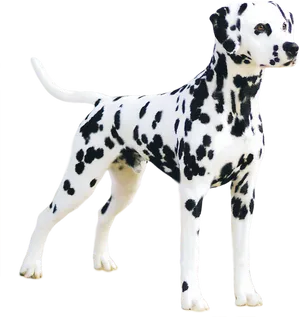 Alert Dalmatian Dog Standing PNG Image