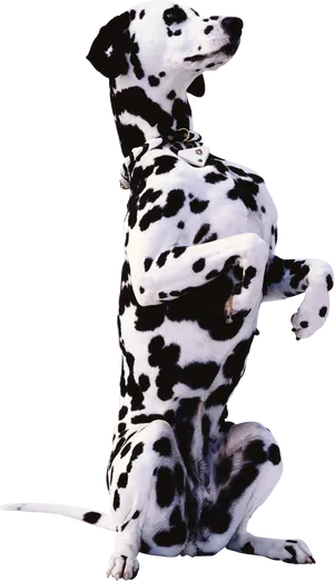 Alert Dalmatian Sitting Pose PNG Image