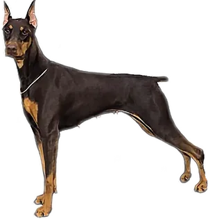 Alert Doberman Pinscher Standing PNG Image