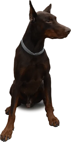 Alert Doberman Pose PNG Image