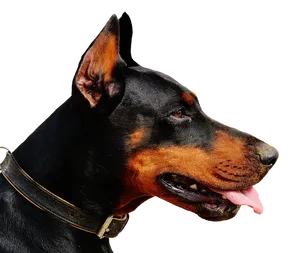 Alert Doberman Profile View PNG Image