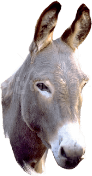Donkey Png Picture - Donkey Png, Transparent Png PNG image with transparent background