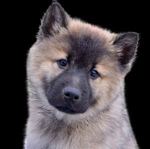 Alert Eurasian Puppy Portrait PNG image with transparent background
