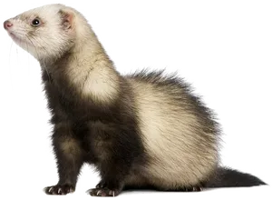 Alert Ferret Profile PNG Image