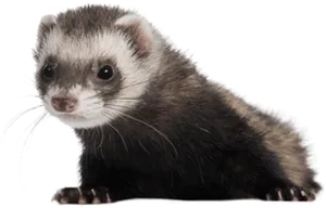 Alert Ferret Profile PNG Image