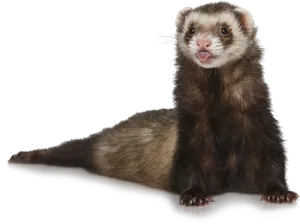 Alert Ferreton Blue Background PNG Image