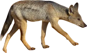 Alert Fox On The Move.png PNG Image