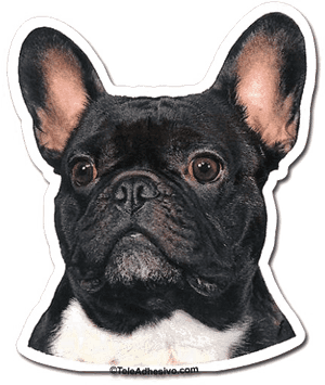 Alert French Bulldog Portrait PNG image with transparent background