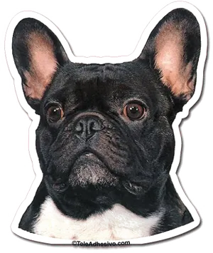 Alert French Bulldog Portrait PNG Image