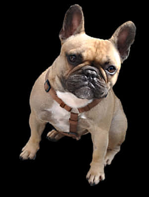 Alert French Bulldog Portrait PNG image with transparent background
