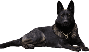 Black German Shepherd Dog Clipart, HD Png Download PNG image with transparent background