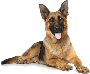 German Shepherd White Shepherd Puppy East-european - German Shepherd Dog White Background, HD Png Download PNG image with transparent background