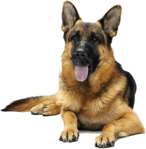 German Shepherd White Background, HD Png Download PNG image with transparent background