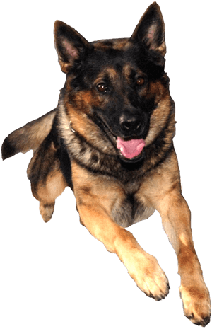 German Shepherd Png - German Shepherd No Background, Transparent Png PNG image with transparent background