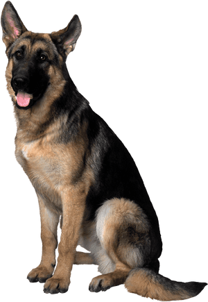 Dog Transparent Png - German Shepherd Dog Png, Png Download PNG image with transparent background