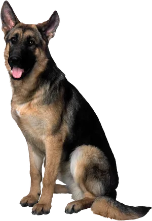 Alert German Shepherd Dog Sitting PNG Image