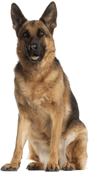 German Shepherd Png - German Shepherd Dog, Transparent Png PNG image with transparent background