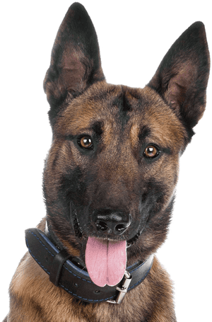 Malinois Dog German Shepherd, HD Png Download PNG image with transparent background