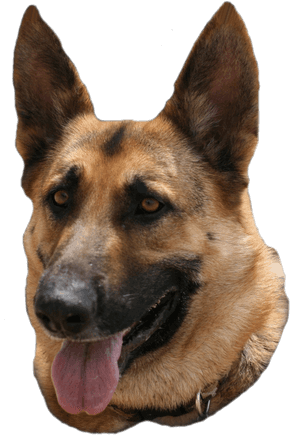 Old German Shepherd Dog, HD Png Download PNG image with transparent background