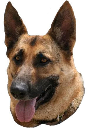 Alert German Shepherd Portrait PNG Image