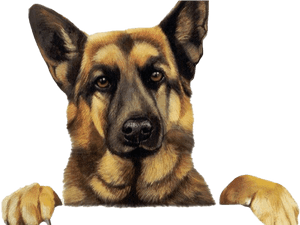 German Shepherd Clipart Canine - German Shepherd Happy Birthday Memes, HD Png Download PNG image with transparent background