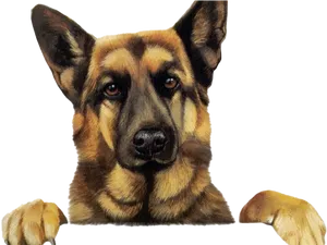 Alert German Shepherd Portrait PNG Image