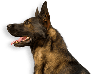 German Shepherd Profile Png, Transparent Png PNG image with transparent background