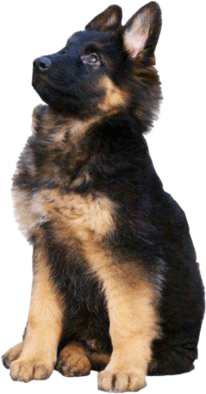 German Shepherd Dog Transparent, HD Png Download PNG image with transparent background
