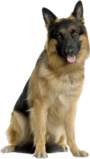 Shepherd Puppy Dogs German West Poodle Cat Clipart - German Shepherd Dog Png, Transparent Png PNG image with transparent background