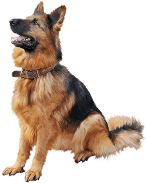 German Shepherd Dog Png Clipart - German Shepherd Dog Png, Transparent Png PNG image with transparent background
