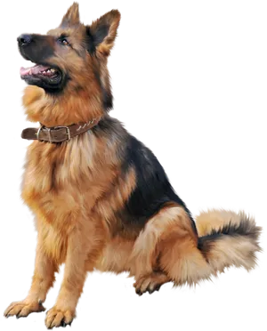 Alert German Shepherd Sitting PNG Image