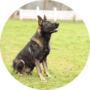 German Shepherd , Png Download - Old German Shepherd Dog, Transparent Png PNG image with transparent background