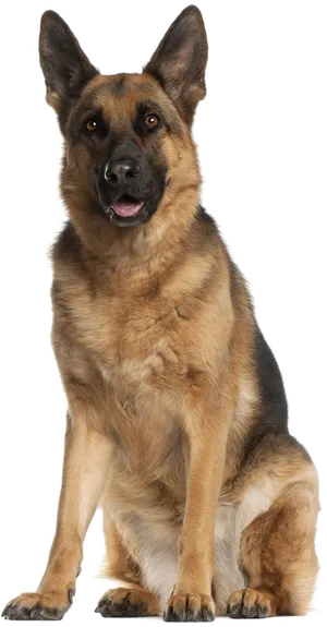 Alert German Shepherd Sitting PNG Image