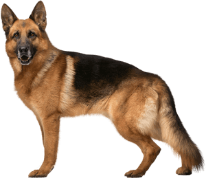 German Shepherd Dog Png Clip Art - Transparent Background German Shepherd Png, Png Download PNG image with transparent background