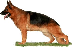 Png Freeuse Library The Home Of Babylonland Kennel - Download Hd Images Of German Shepherd Dog, Transparent Png PNG image with transparent background