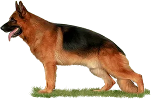 Alert German Shepherd Standing PNG Image