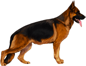 German Shepherd Png - German Shepherd Dog Png, Transparent Png PNG image with transparent background
