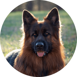 Lauren Galil - Old German Shepherd Dog, HD Png Download PNG image with transparent background
