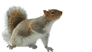 Alert Grey Squirrel Profile PNG image with transparent background