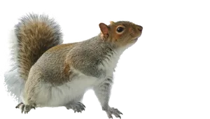 Alert Grey Squirrel Profile PNG Image