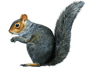 Alert Grey Squirrel PNG image with transparent background