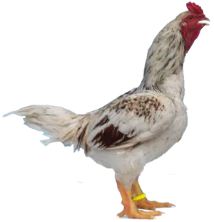 Alert Hen Standing Profile PNG Image