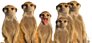 Alert Meerkat Group.png PNG Image