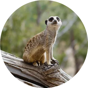 Alert Meerkat On Lookout.jpg PNG Image