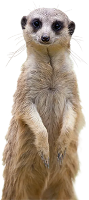 Alert Meerkat Standing PNG Image