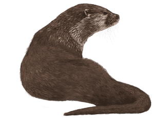 Sea-otter - Otters Transparent, HD Png Download PNG image with transparent background